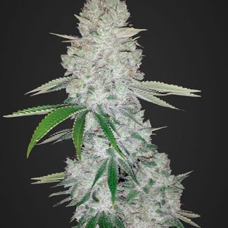Gorilla Glue Auto