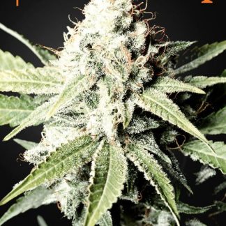 Great White Shark