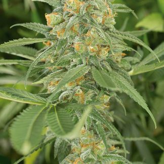 Green Crack