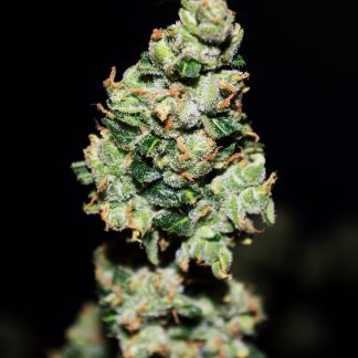 Green Crack Auto