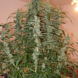 Green Crack Auto