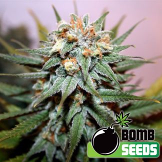 Hash Bomb