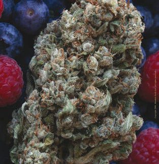 Hashberry