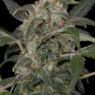 Haze 2 Auto