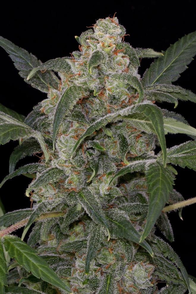 Haze 2 Auto
