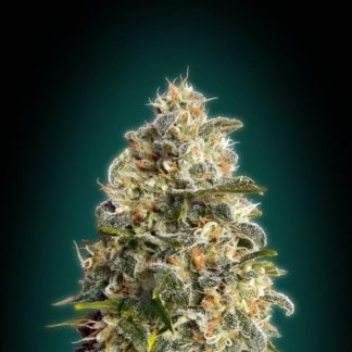 Heavy bud