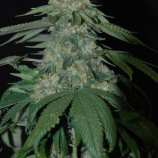 Holy Grail Kush