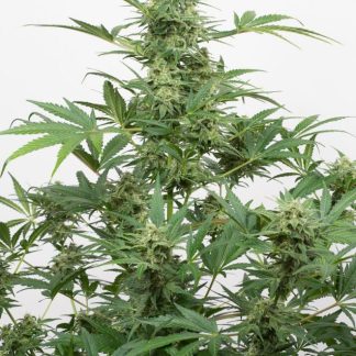 Industrial Plant Auto CBD