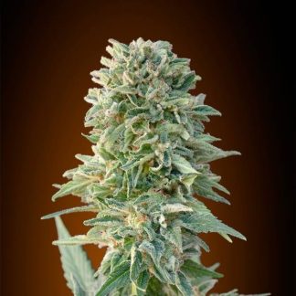 Jack Herer Auto