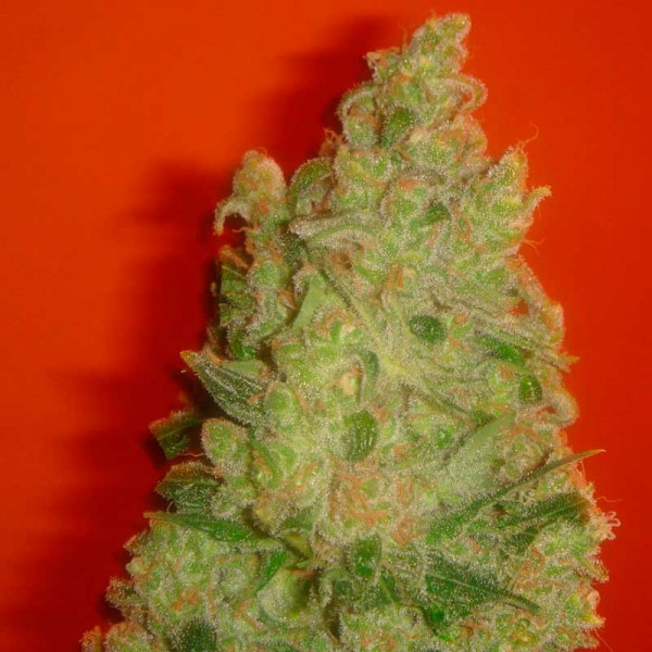 Jack La Mota