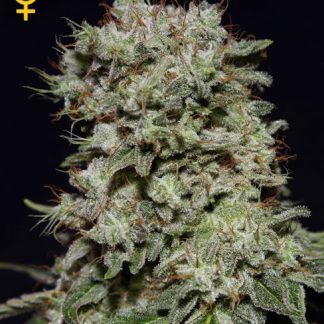 Kalashnikova from Green House Seeds