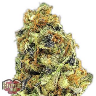 KO Kush from Heavyweight seeds