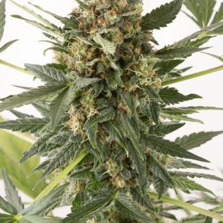 Kush N Cheese Auto