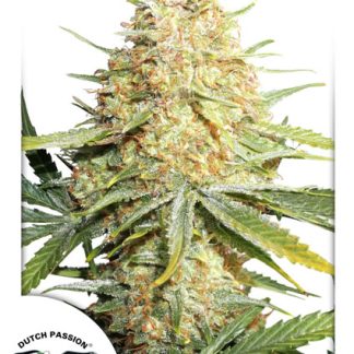 Lemon Zkittle Seeds