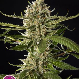 Lemon OG Candy