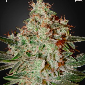 Lemon Skunk
