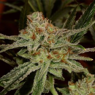 Lemon Skunk