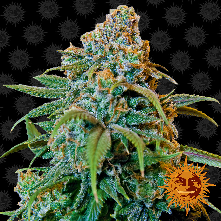 Liberty Haze
