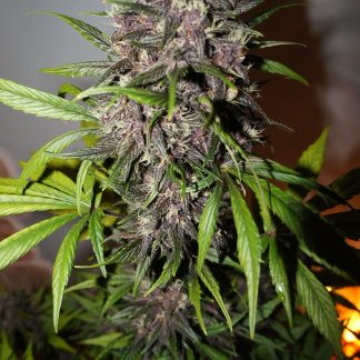 LSD25