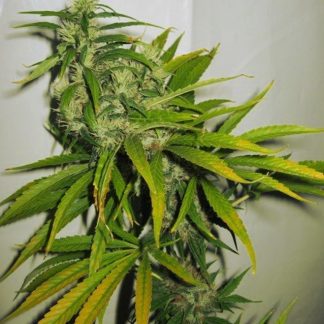 Mango Haze