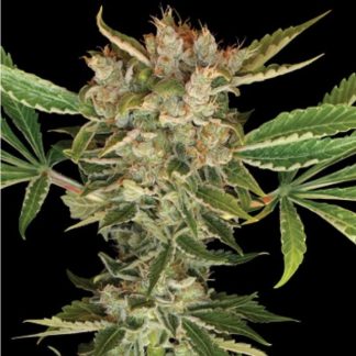 Martian Kush
