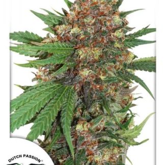 MasterKush Seeds