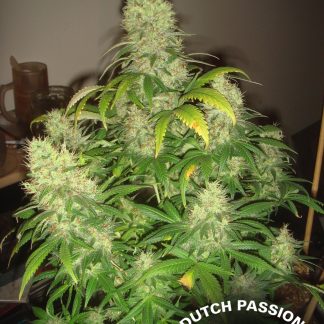Mazar Seeds