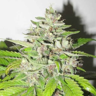 Mendocino Purple Kush