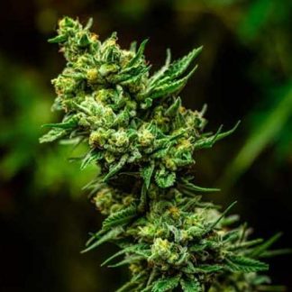 Micky Kush