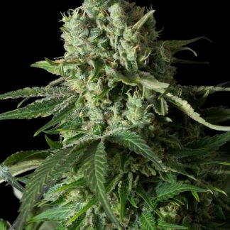 Moby Dick CBD