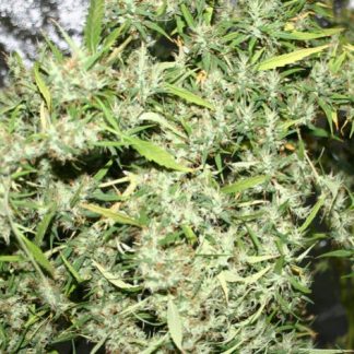 Neville Haze