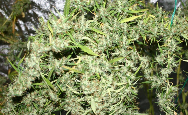 Neville Haze
