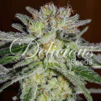 Northern Light x Blueberry