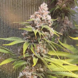 OG Kush Bulk Zaden
