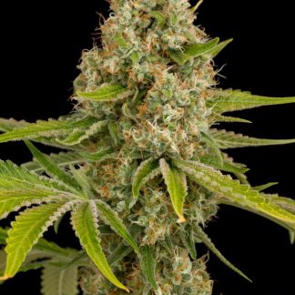 OG Kush