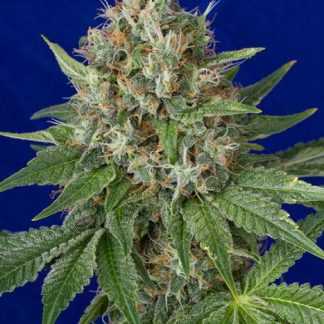 OG Kush van Humboldt Seeds