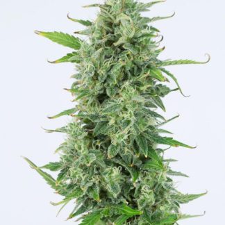 OG Kush Auto