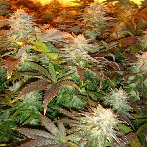 Opium