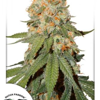 Orange Bud