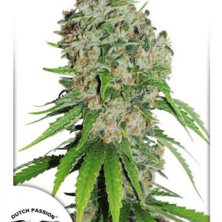 Outlaw Amnesia Zaden