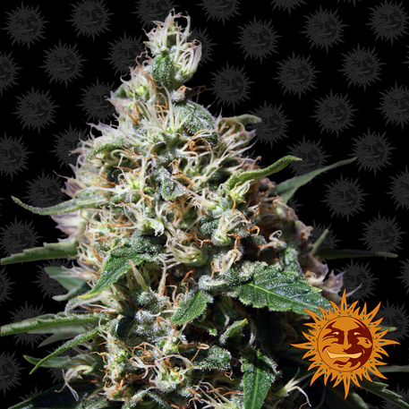 Peppermint Kush