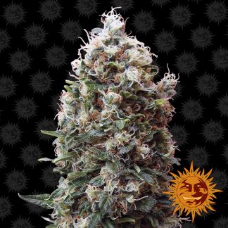 Phatt Fruity
