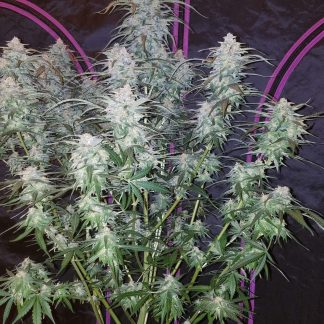 Pineapple Express Seeds