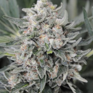 Pineapple Skunk by Humboldt Seeds