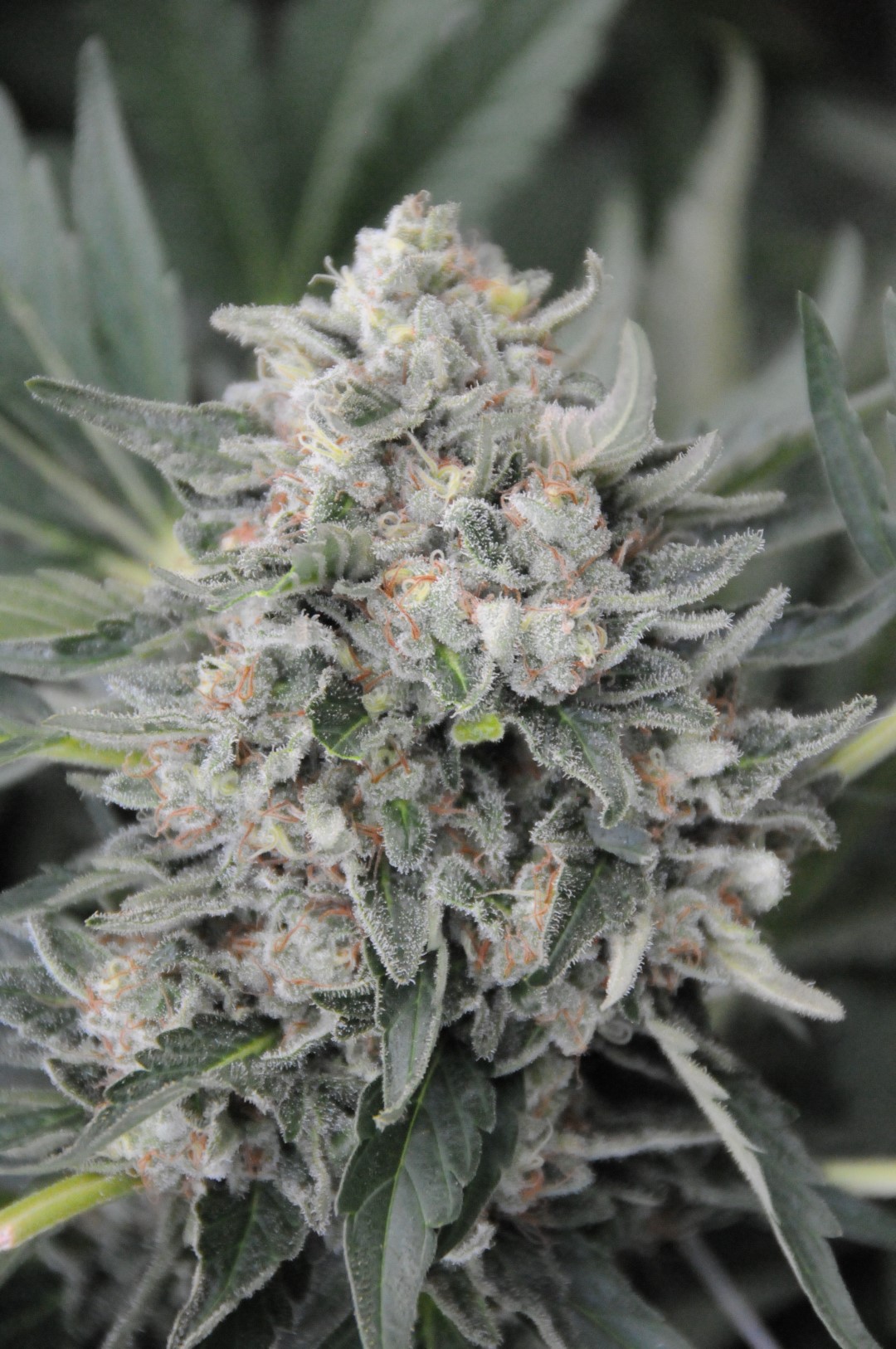 Pineapple Skunk van Humboldt Seeds