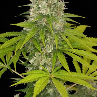 Power Kush