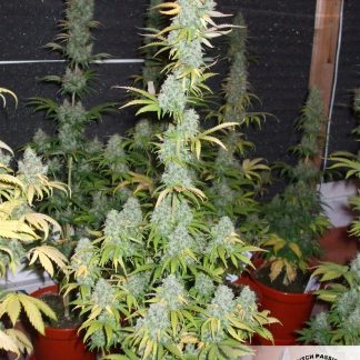 PowerPlant