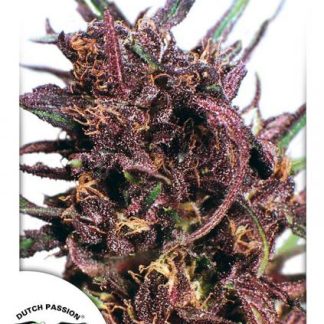 Purple 1