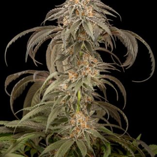 Purple Afghan Kush