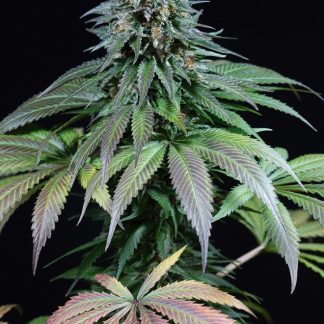 Purple Moby Dick